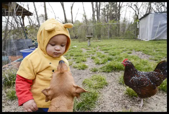 with lillie and a chicken