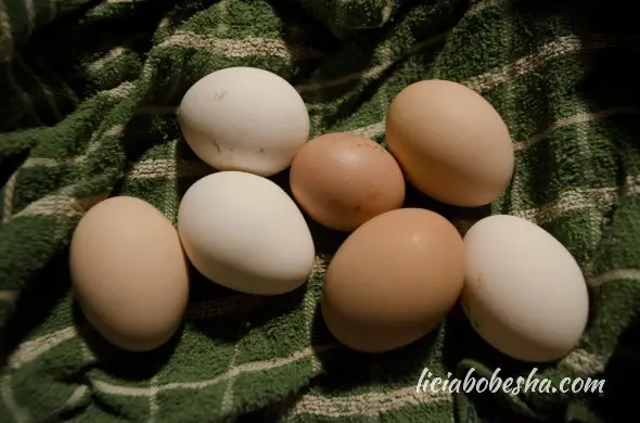 eggs