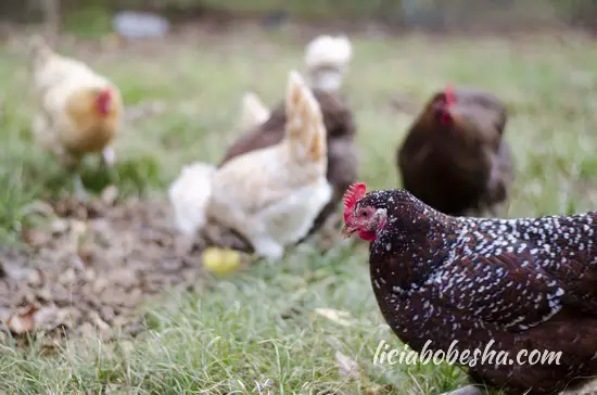 speckledgrazing