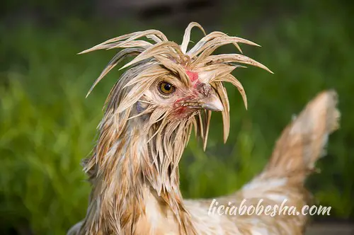 wetchicken