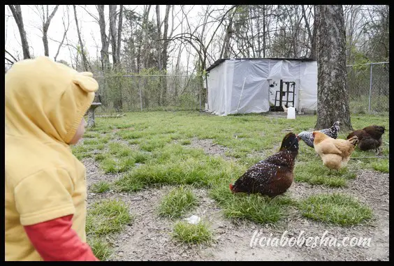 winter chickens